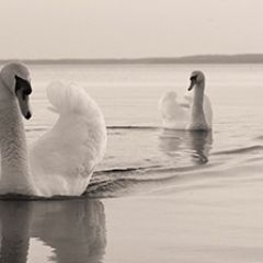 Кухонный фартук Фауна 029 МДФ матовый (3000) Fauna в Тарко-Сале - tarko-sale.mebel24.online | фото