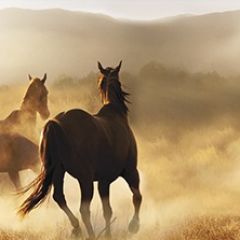 Кухонный фартук Фауна 032 МДФ матовый (3000) Fauna в Тарко-Сале - tarko-sale.mebel24.online | фото