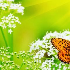 Кухонный фартук Фауна 036 МДФ матовый (3000) Fauna в Тарко-Сале - tarko-sale.mebel24.online | фото