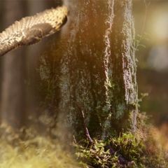 Кухонный фартук Фауна 038 МДФ матовый (3000) Fauna в Тарко-Сале - tarko-sale.mebel24.online | фото