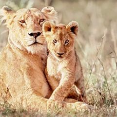 Кухонный фартук Фауна 042 МДФ матовый (3000) Fauna в Тарко-Сале - tarko-sale.mebel24.online | фото