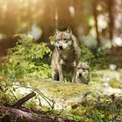 Кухонный фартук Фауна 047 МДФ матовый (3000) Fauna в Тарко-Сале - tarko-sale.mebel24.online | фото