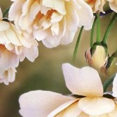 Кухонный фартук Цветы 066 МДФ матовый (3000) Flowers в Тарко-Сале - tarko-sale.mebel24.online | фото