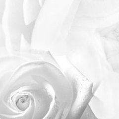 Кухонный фартук Цветы 217 МДФ матовый (3000) Flowers в Тарко-Сале - tarko-sale.mebel24.online | фото