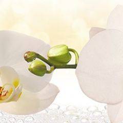 Кухонный фартук Цветы 328 МДФ матовый (3000) Flowers в Тарко-Сале - tarko-sale.mebel24.online | фото